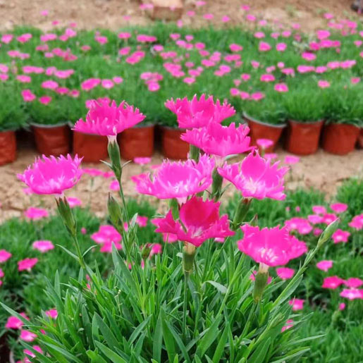 宿根花卉